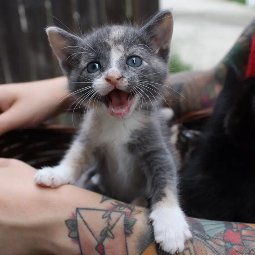 Hayatını kedileri kurtarmaya adadı 45