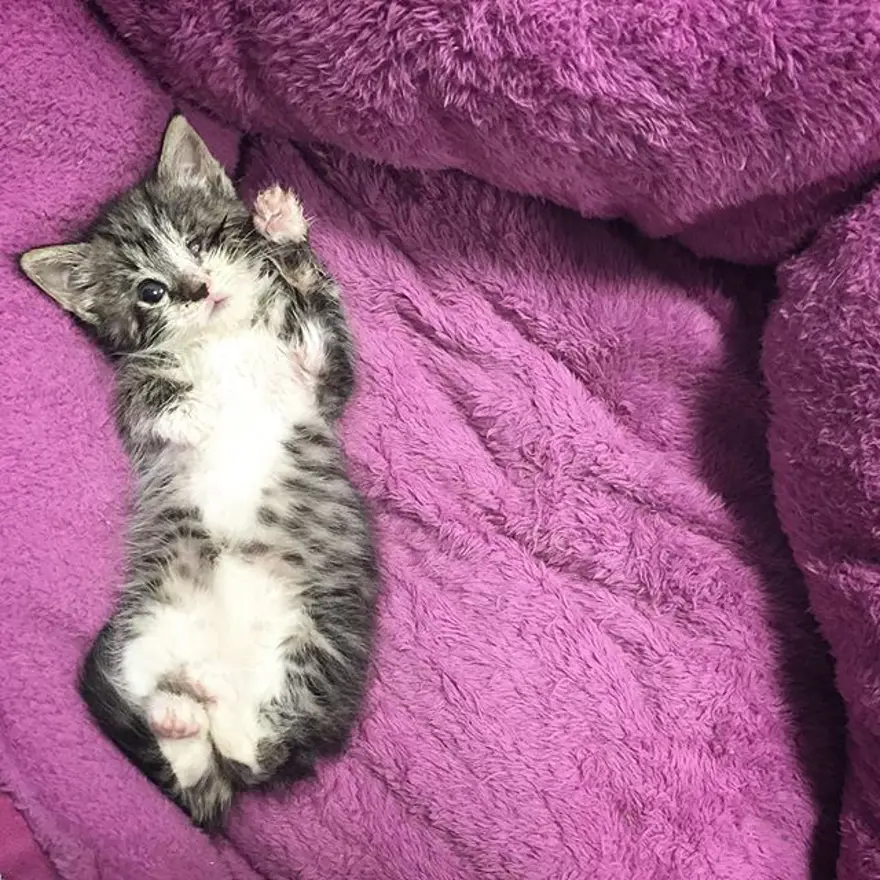 Hayatını kedileri kurtarmaya adadı 310