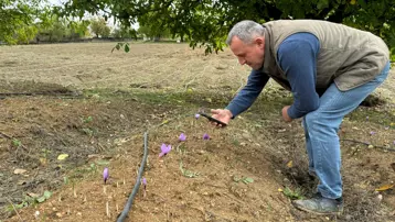 Dünyanın en pahalı baharatı: UNESCO Dünya Mirası Listesi'nde