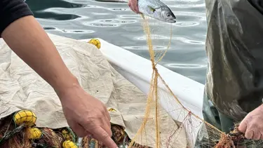 Lüfer büyüdü, ağlara takılmaya başladı