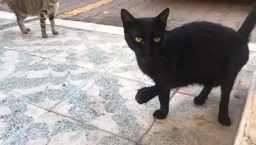 “ÖZELLİKLE SİYAH OLANLARI SEÇİP GÖTÜRÜYOR” 3