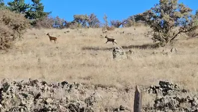 Araba ile seyahat ederken gördü! Hemen kamerasına sarıldı