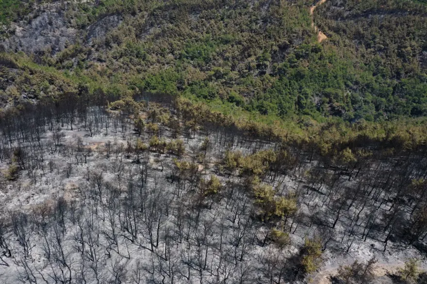 Menderes'teki orman yangınından geriye kalanlar 15