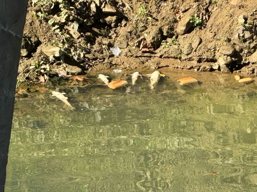 Bartın Irmağı'nda balık ölümleri 4