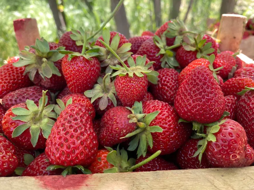 Aromasıyla dikkat çeken "Kuyulu" çileği: Kilosu 90 lira 4