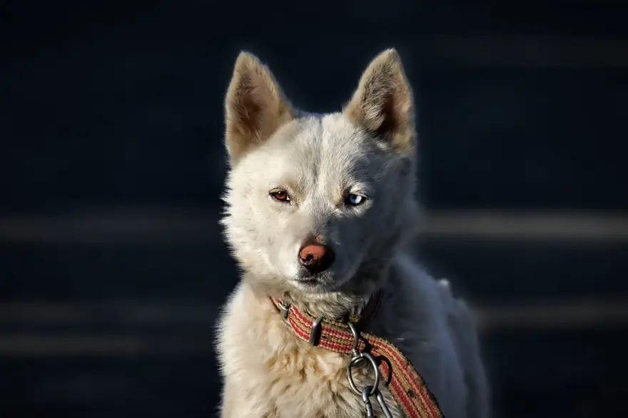 Van kedisi gibi gözleriyle dikkat çeken "Husky" cinsi köpek 2 Van kedisi gibi gözleriyle dikkat çeken "Husky" cinsi köpek 2