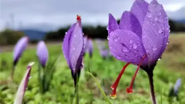 Tarih belli oldu: 8. Safran Festivali ne zaman?