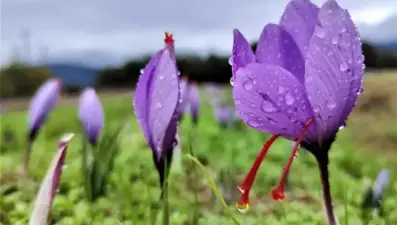 Tarih belli oldu: 8. Safran Festivali ne zaman?