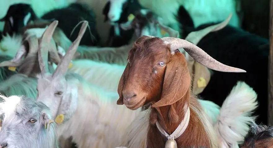 2023 KURBAN BAYRAMI NE ZAMAN? 1 2023 KURBAN BAYRAMI NE ZAMAN? 1