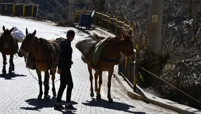 At sırtında gübre taşıyorlar: ''Atalarımızdan kalan bir gelenek''