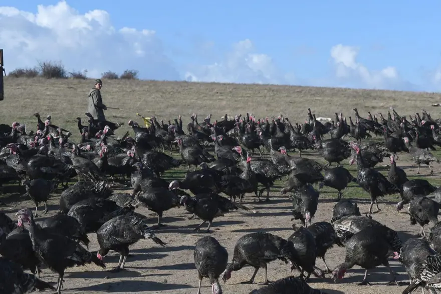 "SARI DEĞİLSE HİÇBİR LEZZETİ YOKTUR" 3