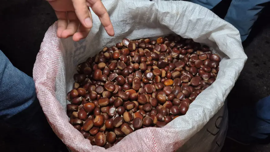 Bir çuvalı 22 bin TL'ye satıldı: 2 kişi 5 günde toplamış 5