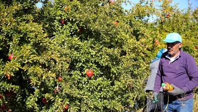 Bahçeyi 13 yıl önce kurdu: 431 milyon 590 bin lira gelir elde ediliyor