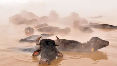 Mandalar eksi 20 derecede kaplıca keyfi yaptı