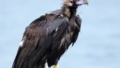 Yorgun düşen kara akbaba "B10" yakalanıp tedaviye alındı