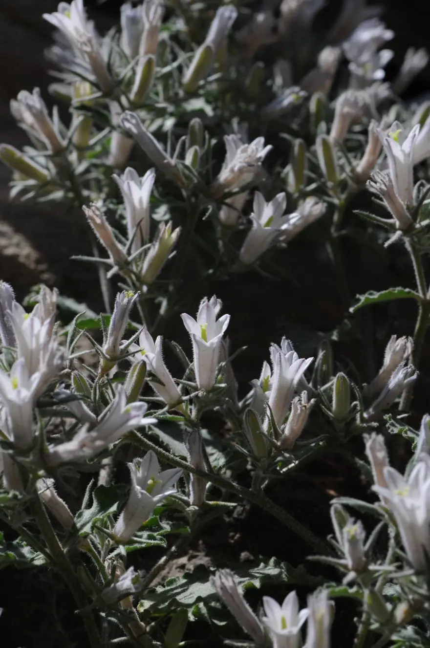 Munzur Vadisi'nde keşfedilen bitki türü literatüre kazandırıldı 6