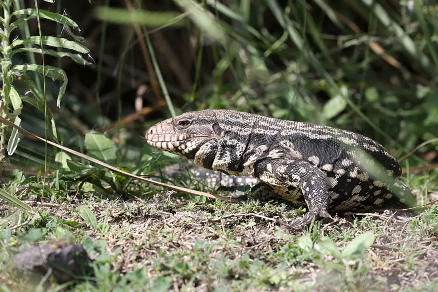 BOYU 140 SANTİMETREYE ULAŞIYOR 