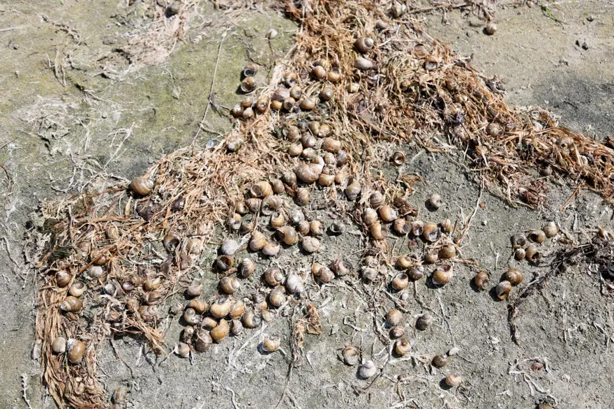 Eğirdir Gölü ölüyor! Kitlesel ölümler başladı 6