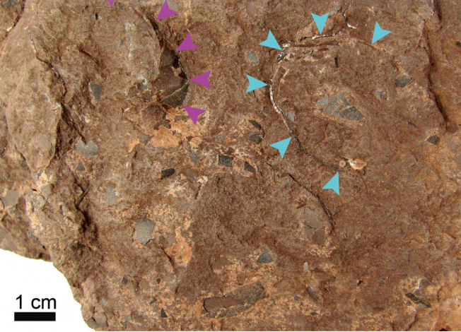 Japonya'da dünyanın en küçük dinozor yumurtası fosili bulundu