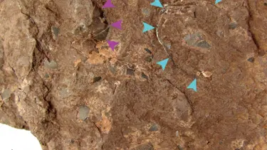 Japonya'da dünyanın en küçük dinozor yumurtası fosili bulundu