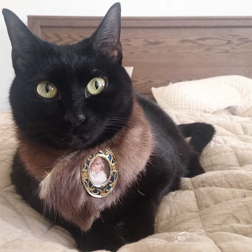 Hayatını kedileri kurtarmaya adadı 153