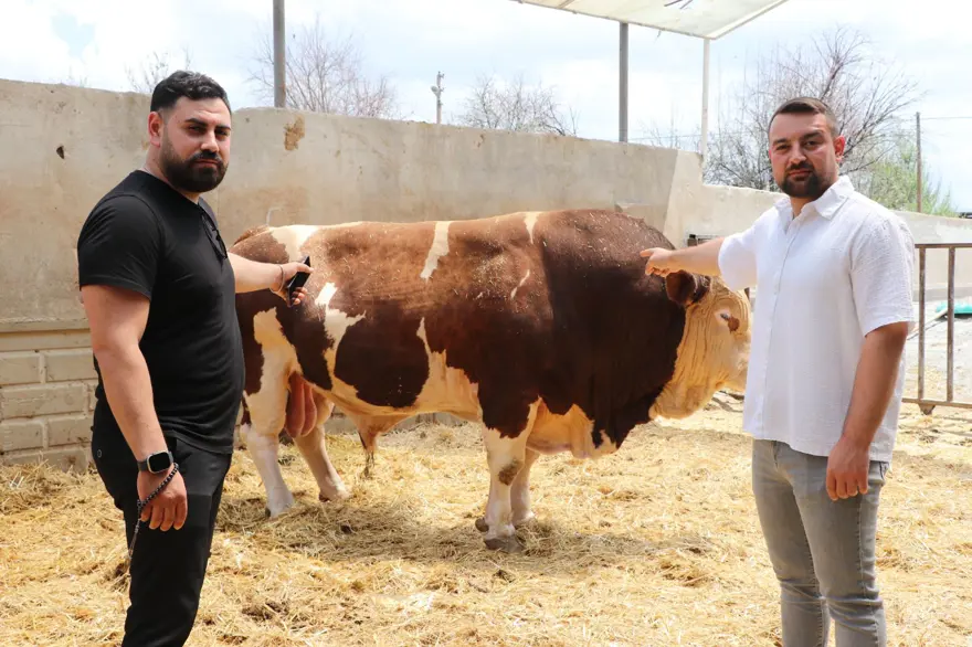 Şampiyon boğa 'Poyraz', 540 bin TL'ye alıcısını buldu: 1,5 ton ağırlığında Şampiyon boğa 'Poyraz', 540 bin TL'ye alıcısını buldu: 1,5 ton ağırlığında
