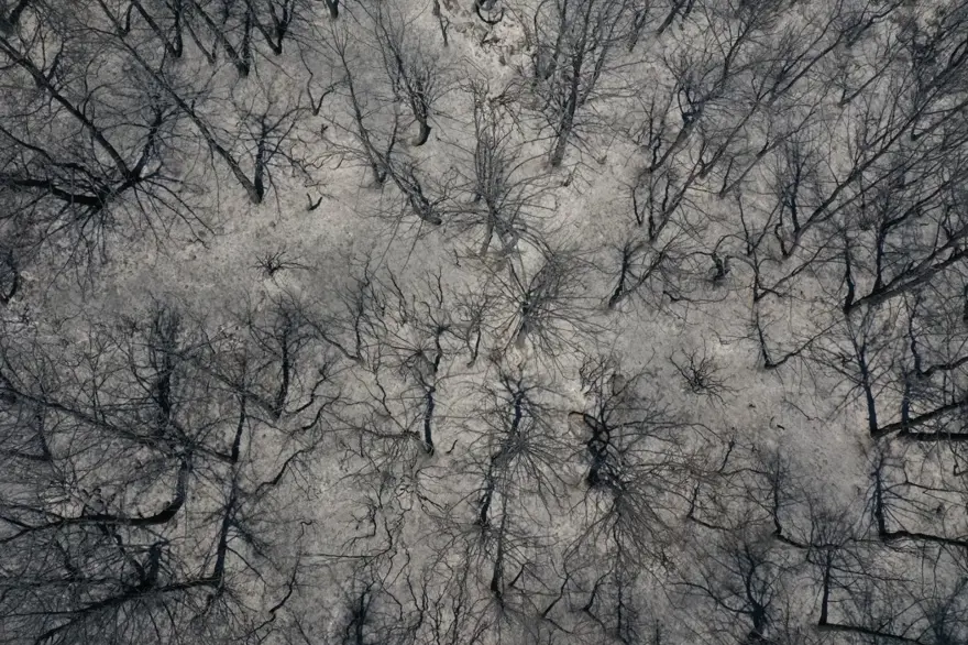 Menderes'teki orman yangınından geriye kalanlar 19