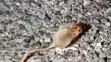 Arap tavşanı Tunceli’de görüntülendi