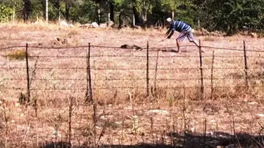 Şahini kürekle öldüren kişinin görüntüleri tepki çekti