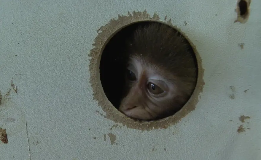 Otogarda şoke eden olay: Kutunun içinden yasaklı maymun çıktı 2