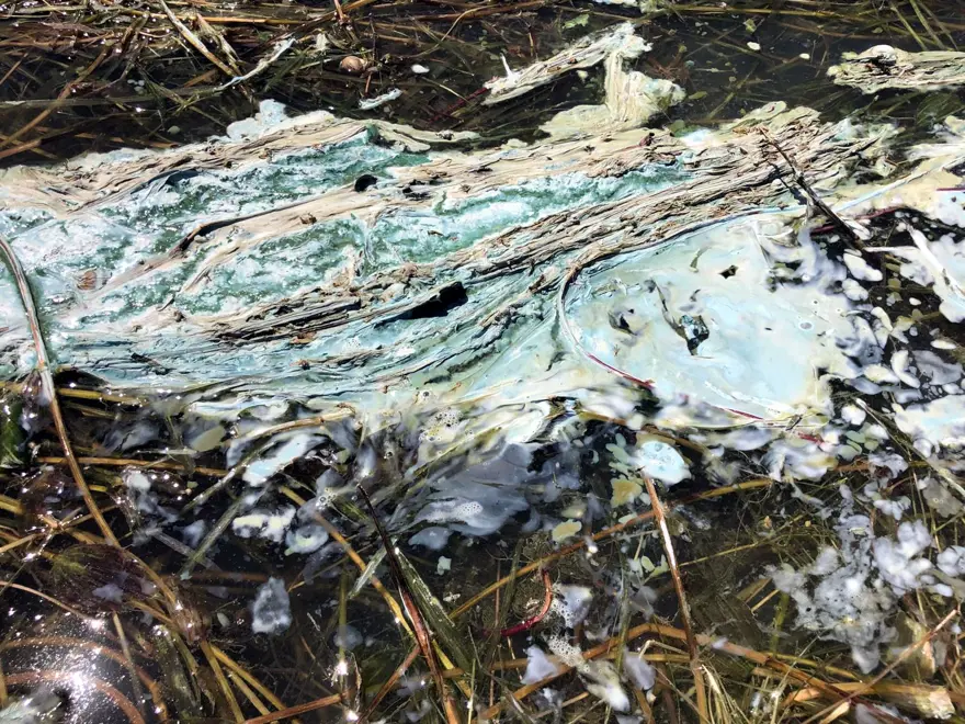 Türkiye'nin önemli tatlı su kaynağı can çekişiyor! Tedirgin eden görüntü 