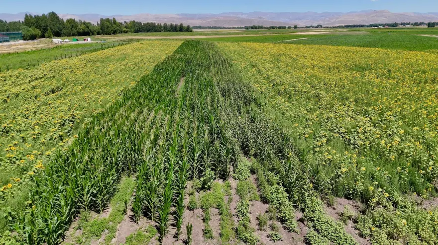 Fide desteğiyle kurdu şimdi göz dolduruyor: Sebze, meyve ve tahıl bir arada Fide desteğiyle kurdu şimdi göz dolduruyor: Sebze, meyve ve tahıl bir arada