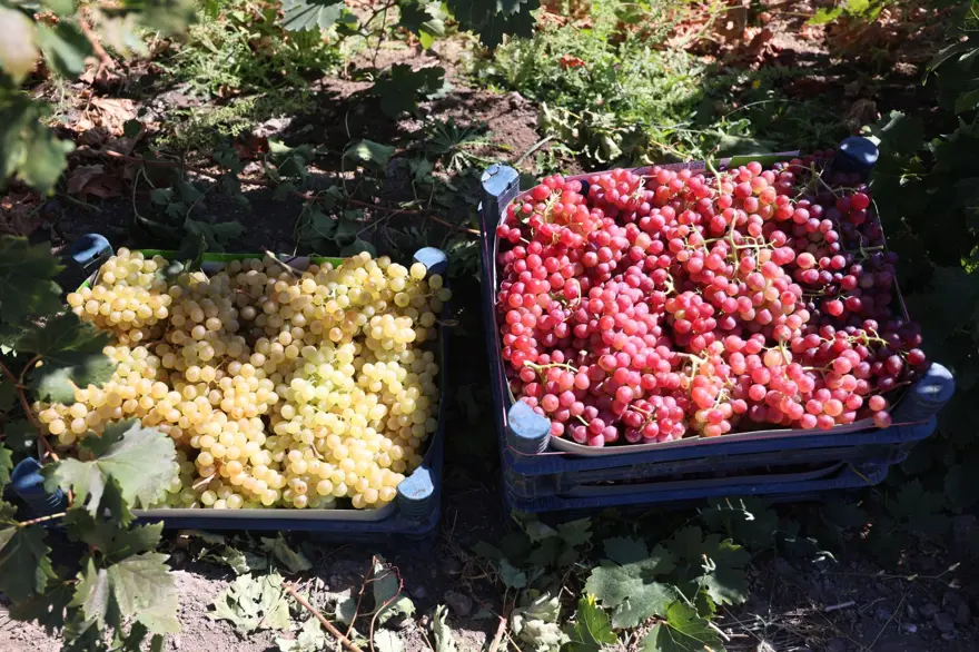Kendi işini bırakıp baba mesleğine döndü: Şimdi 2 gün çalışarak 5 mühendis maaşı kazanıyor 8