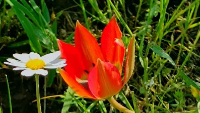 Senede bir kere açıp sadece 10 gün yaşıyor: Koparmanın cezası var