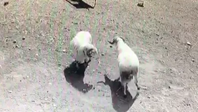 Kafa kafaya çarpışan koçlar öldü