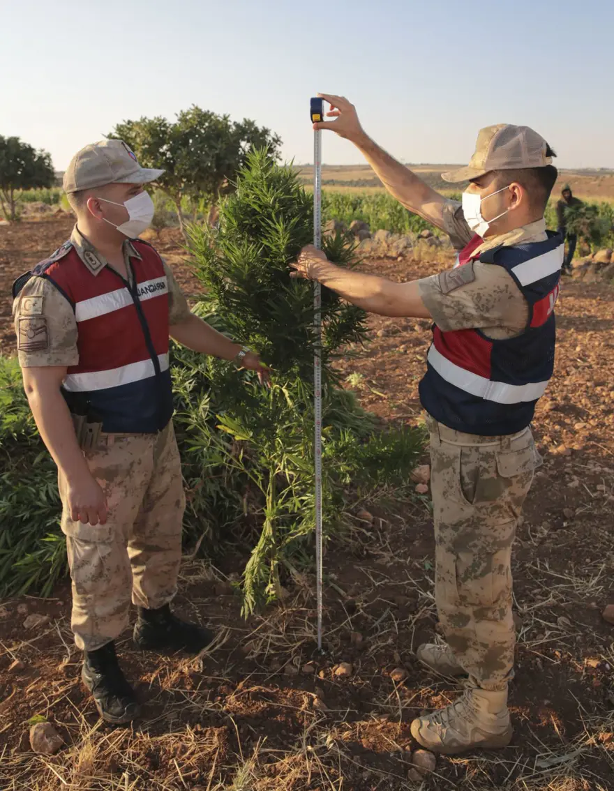 Mısır tarlasından 190 bin kök Hint keneviri ve 415 kilo esrar çıktı 14