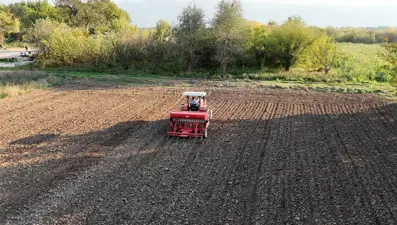 En eski buğday türlerinden biri: Artık Düzce topraklarında yetişecek