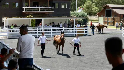 55 tay 31 milyon liraya satıldı