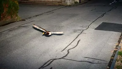 Hız sınırını ikinci kez aşan ördek İsviçre'yi karıştırdı: "Aynı tarihte ve aynı hızda"