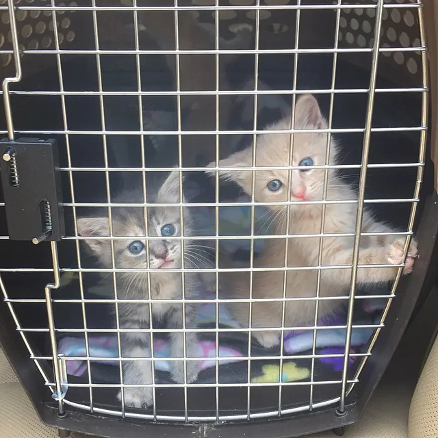 Hayatını kedileri kurtarmaya adadı 233