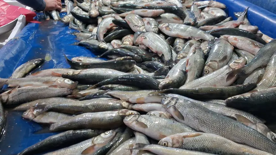 Tezgahlar şenlendi: Fiyatı uygun, ilgi ve talep arttı 3 Tezgahlar şenlendi: Fiyatı uygun, ilgi ve talep arttı 3
