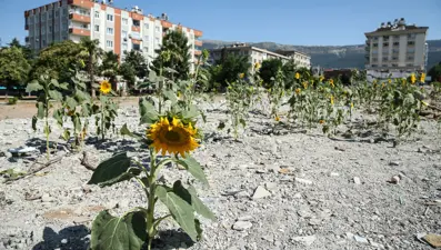 Kuruyemiş dükkanı enkazında ayçiçekleri