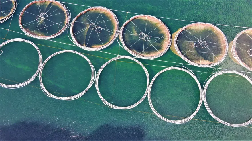 Elazığ'dan dünyaya Türk Somonu 17