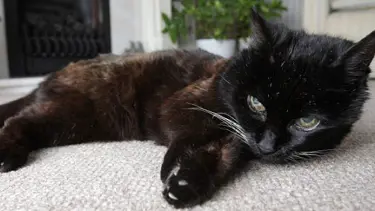 Çeyrek asırlık kedi