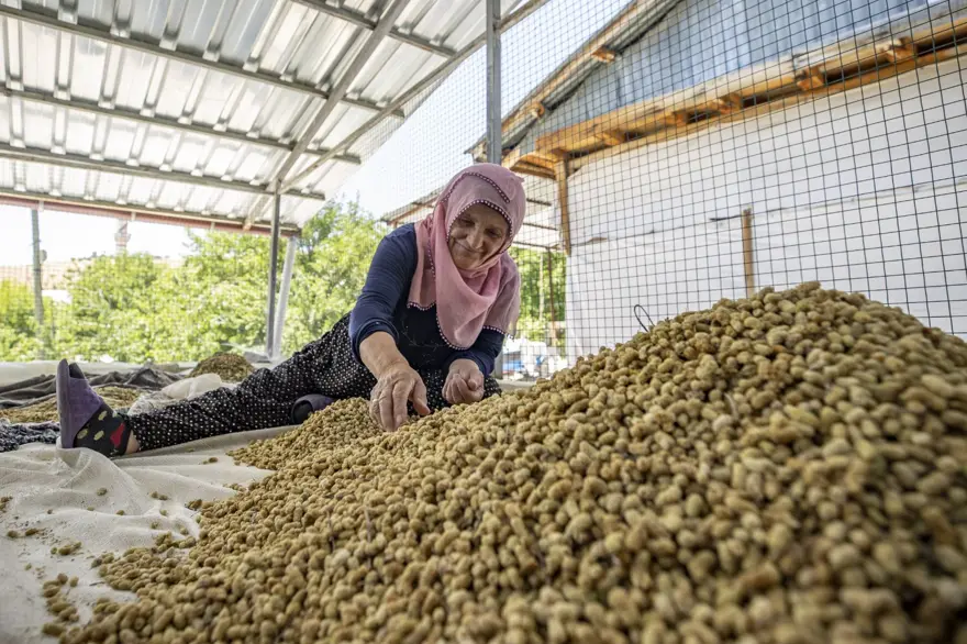 Coğrafi işaretli "Ulukale Dutu" geçim kaynağı oldu! Güneşin karşısında kurutuluyor, elekten geçirilerek hazırlanıyor 1