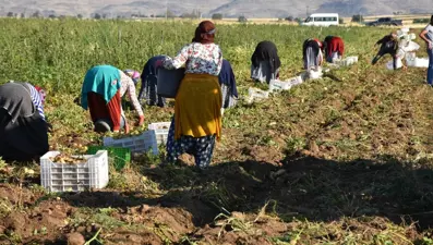 Hasat başladı, üreticinin yüzü güldü: Kilosu tarlada 10-12 TL