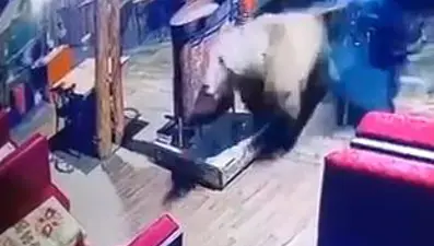 Camı kırıp restorana giren ayı masaları dağıttı