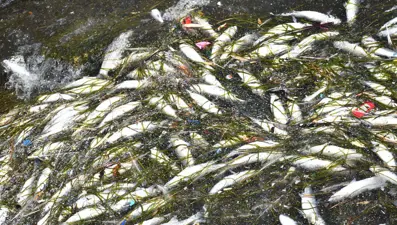 İzmir Körfezi'nde endişelendiren görüntü: Balık ölümleri başladı