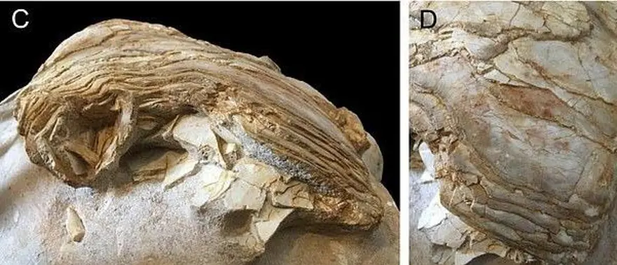 İngiltere'de 66 milyon yıllık balık fosili bulundu 4