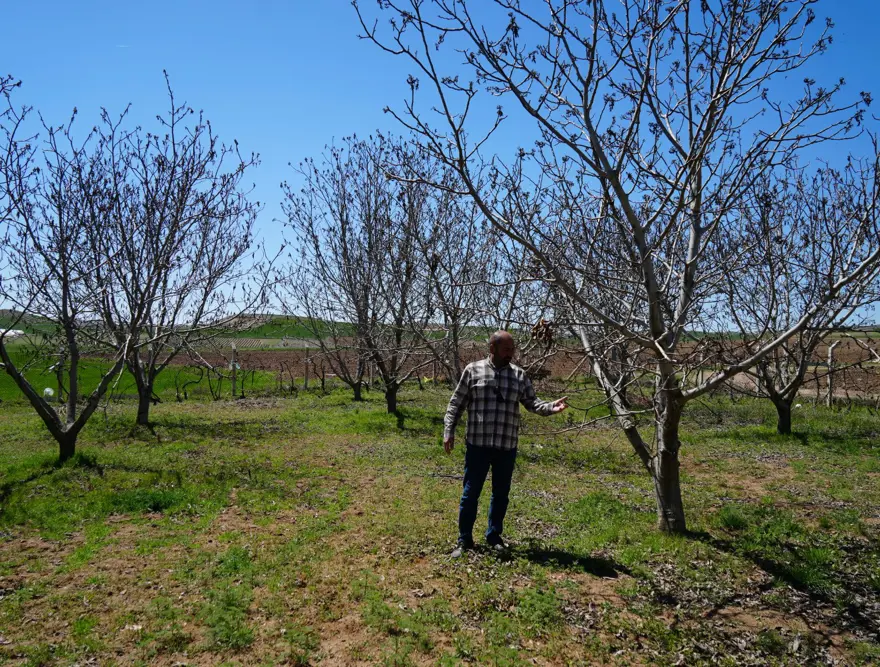 Zirai don, meyve bahçelerinde ürün bırakmadı: "22 yıldır ilk kez bu kadar şiddetli oldu 1